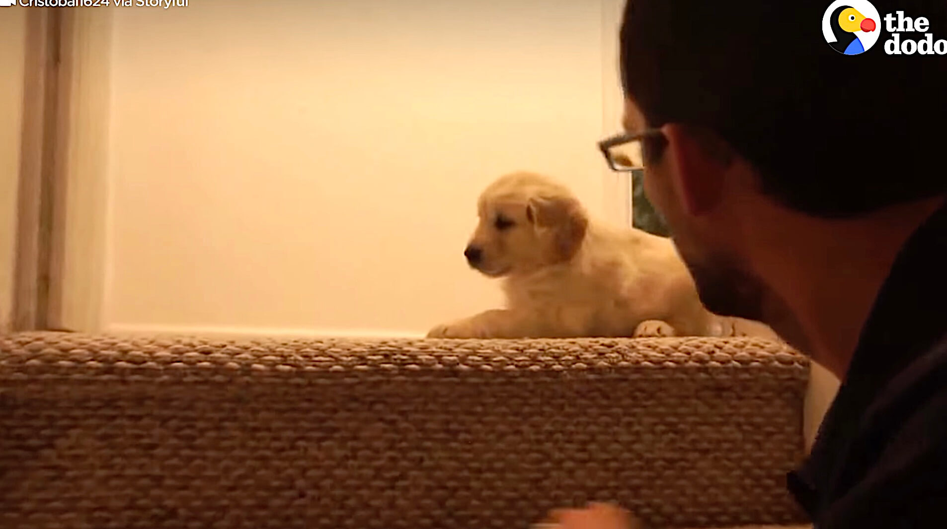 ゴールデンレトリーバー,動画