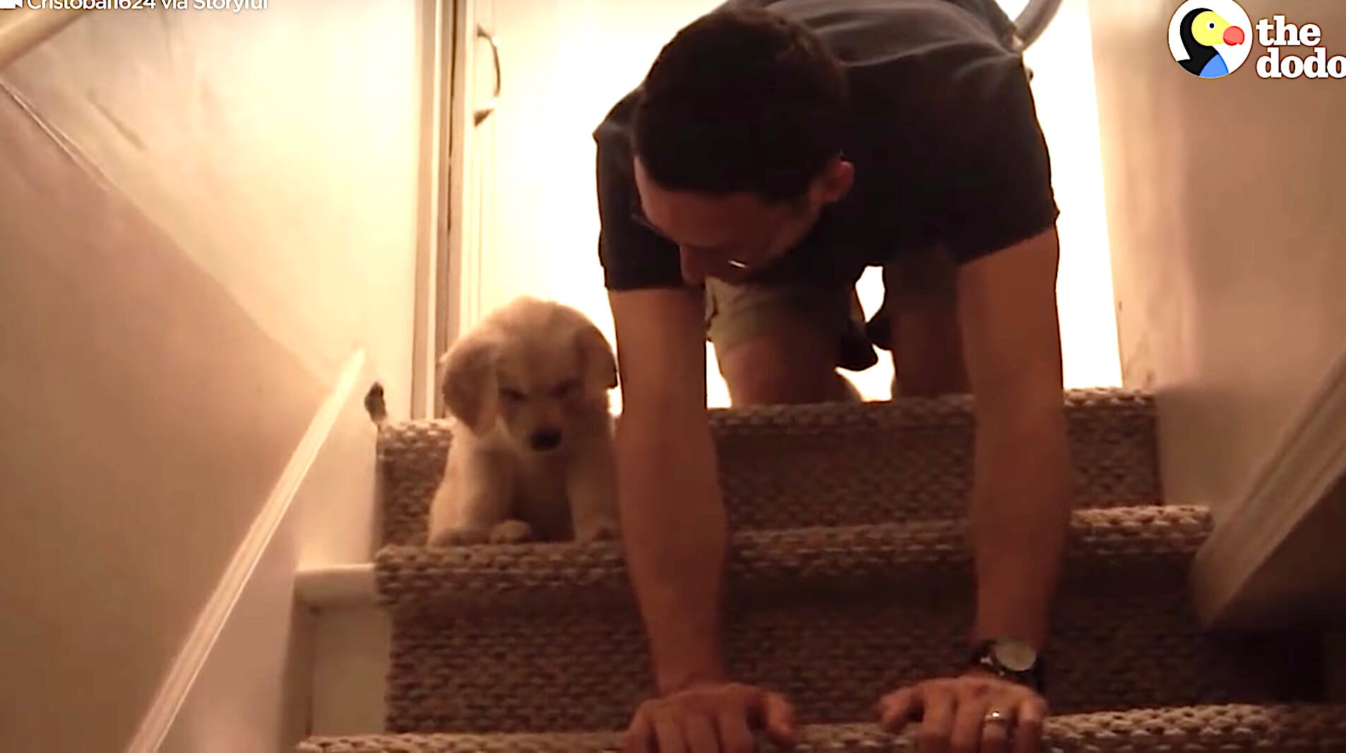 ゴールデンレトリーバー,動画