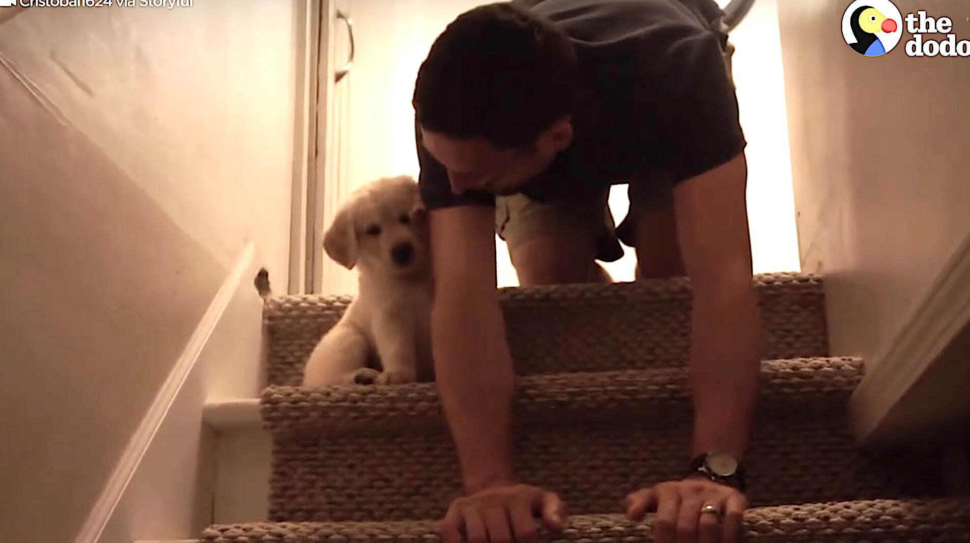 ゴールデンレトリーバー,動画