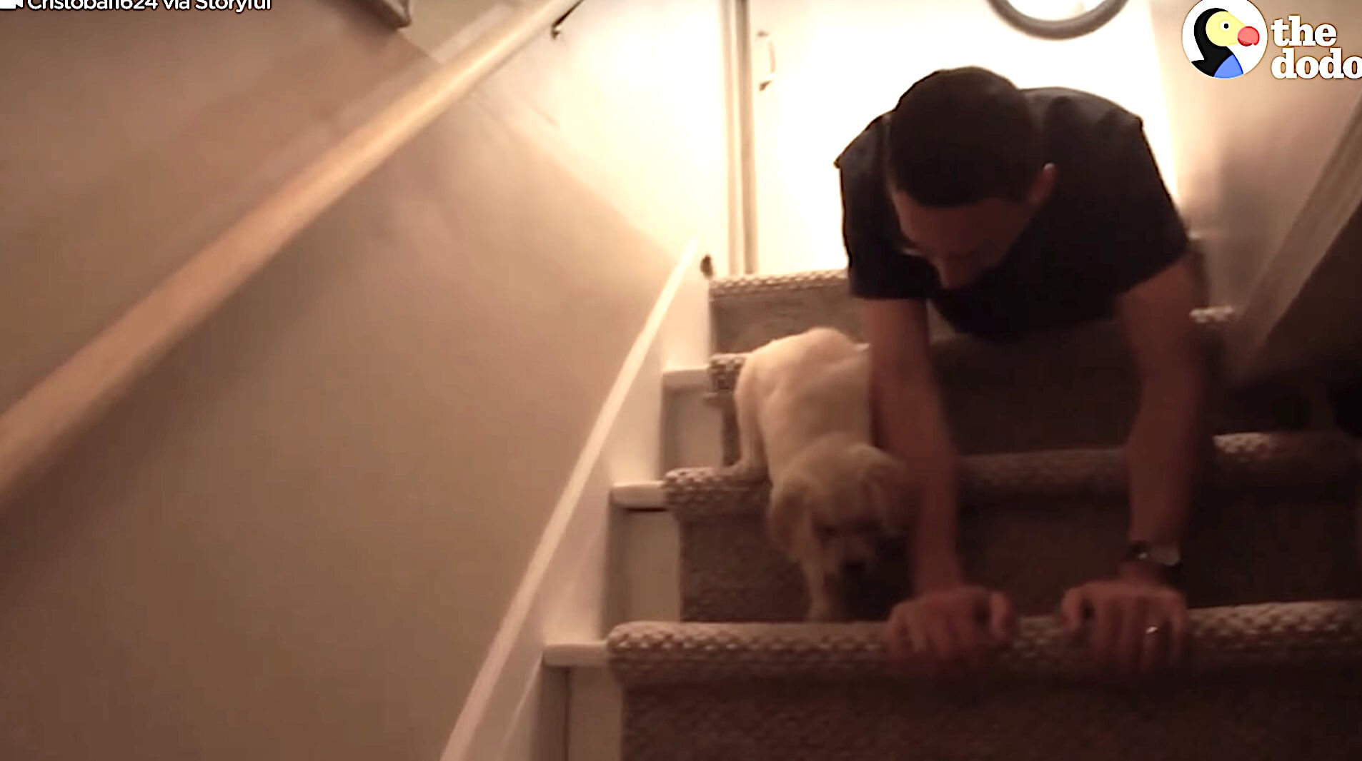 ゴールデンレトリーバー,動画