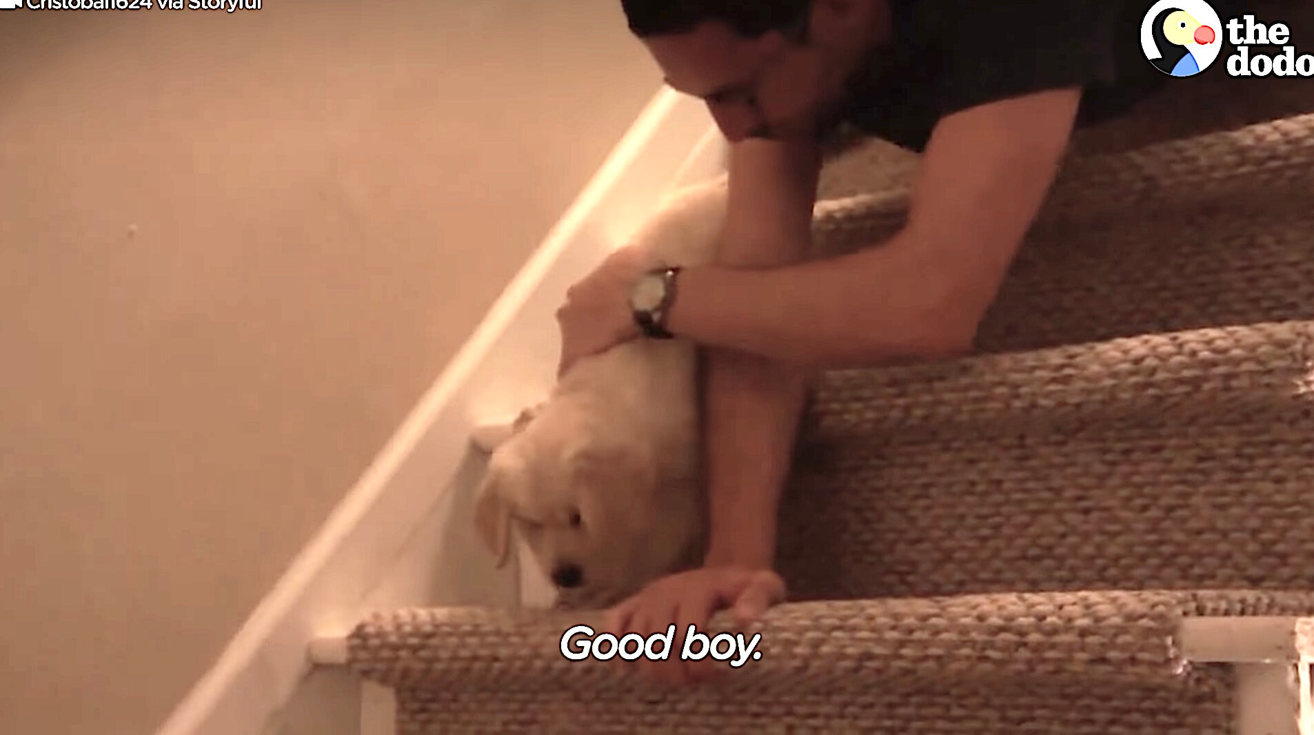 ゴールデンレトリーバー,動画