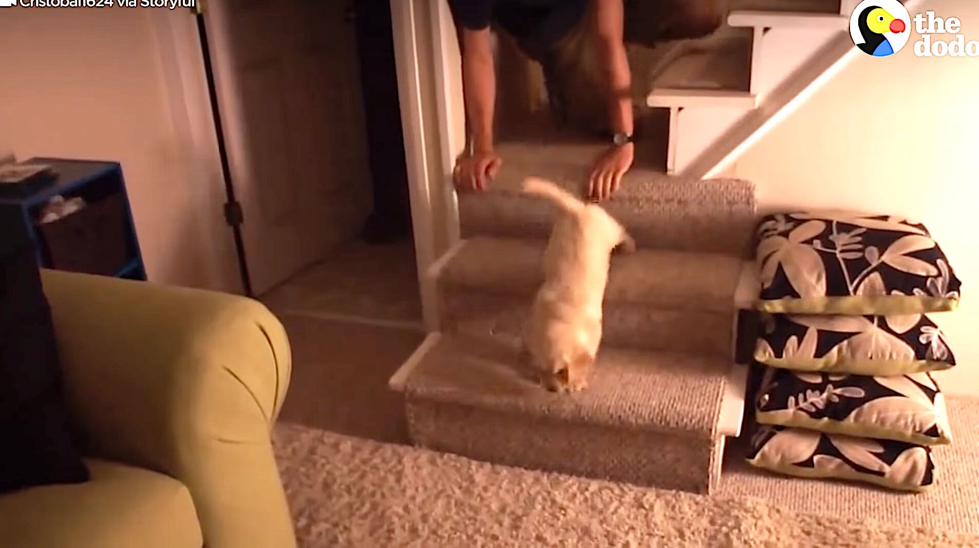 ゴールデンレトリーバー,動画