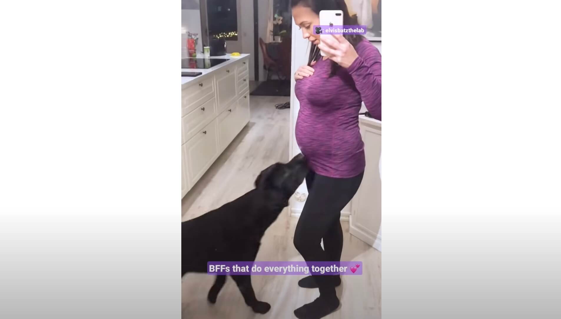 ラブラドールレトリーバー,動画