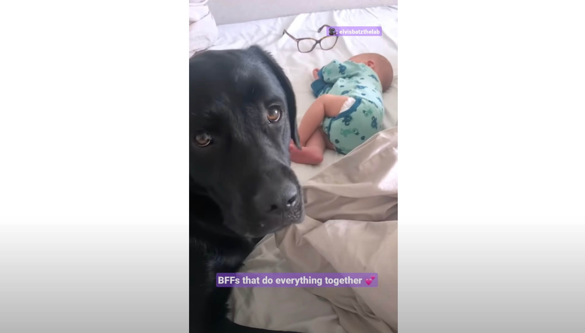 ラブラドールレトリーバー,動画