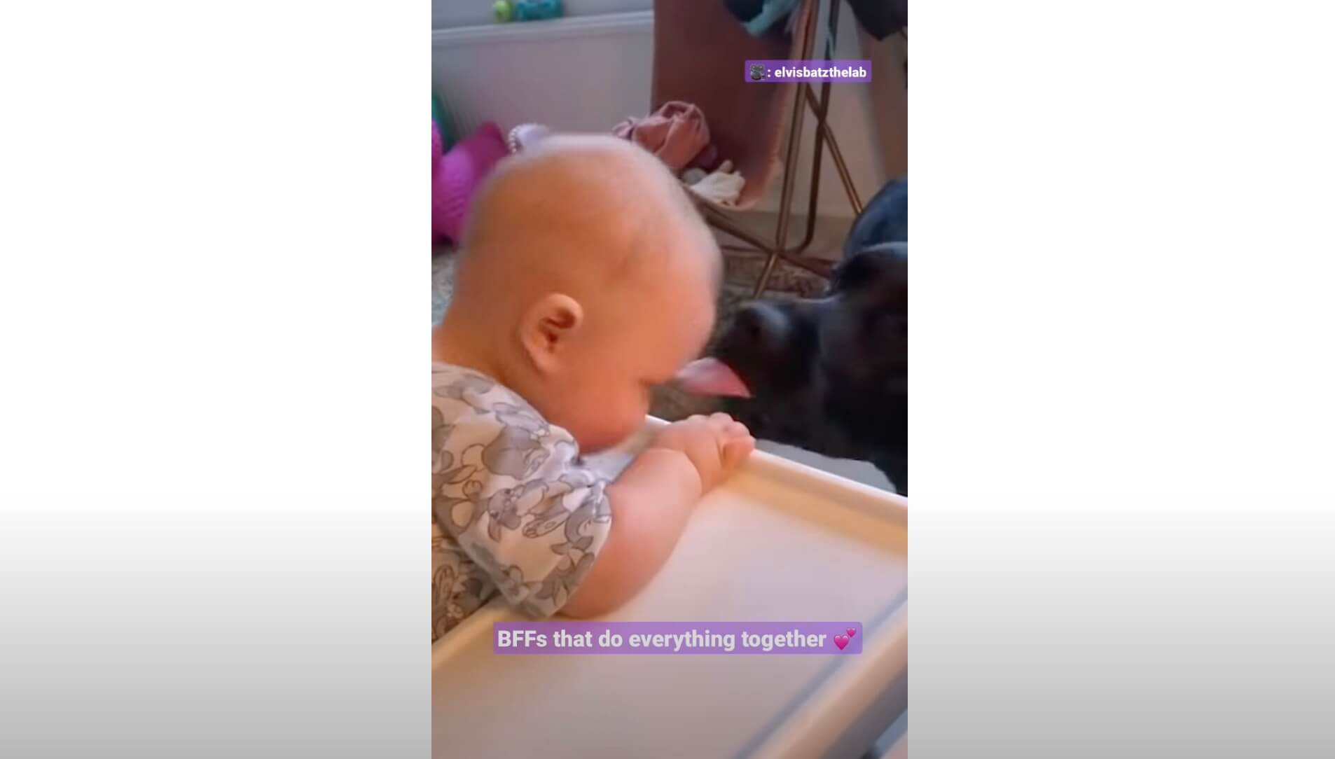 ラブラドールレトリーバー,動画