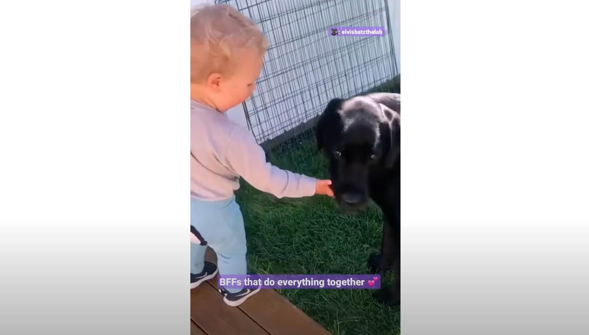 ラブラドールレトリーバー,動画