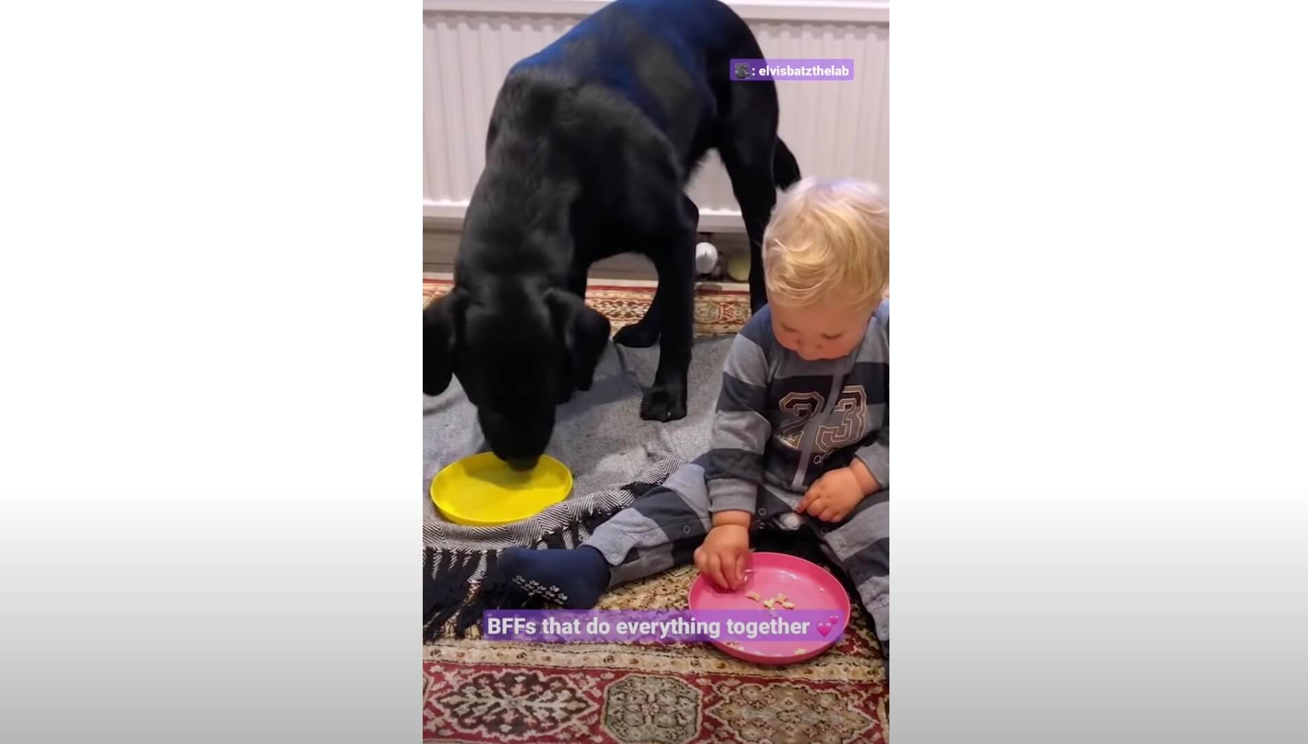 ラブラドールレトリーバー,動画