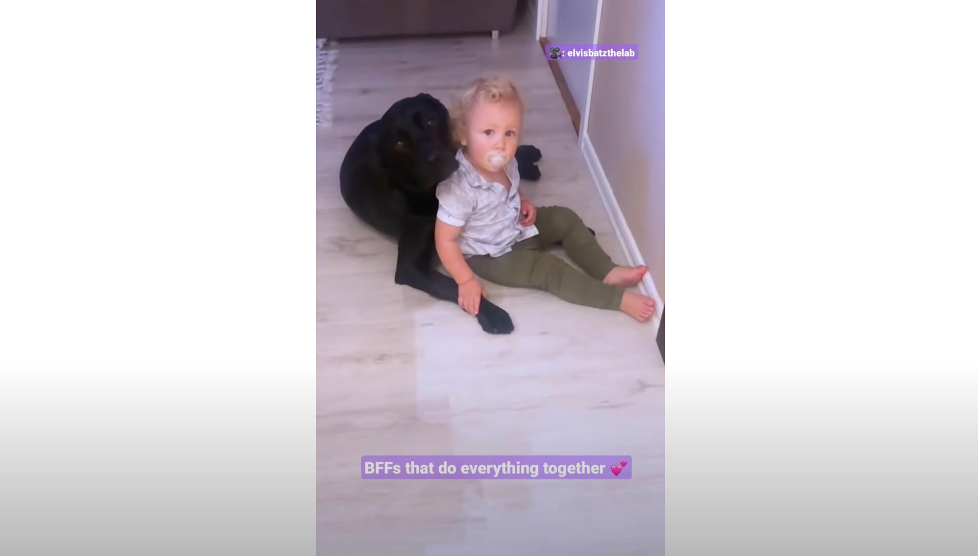 ラブラドールレトリーバー,動画