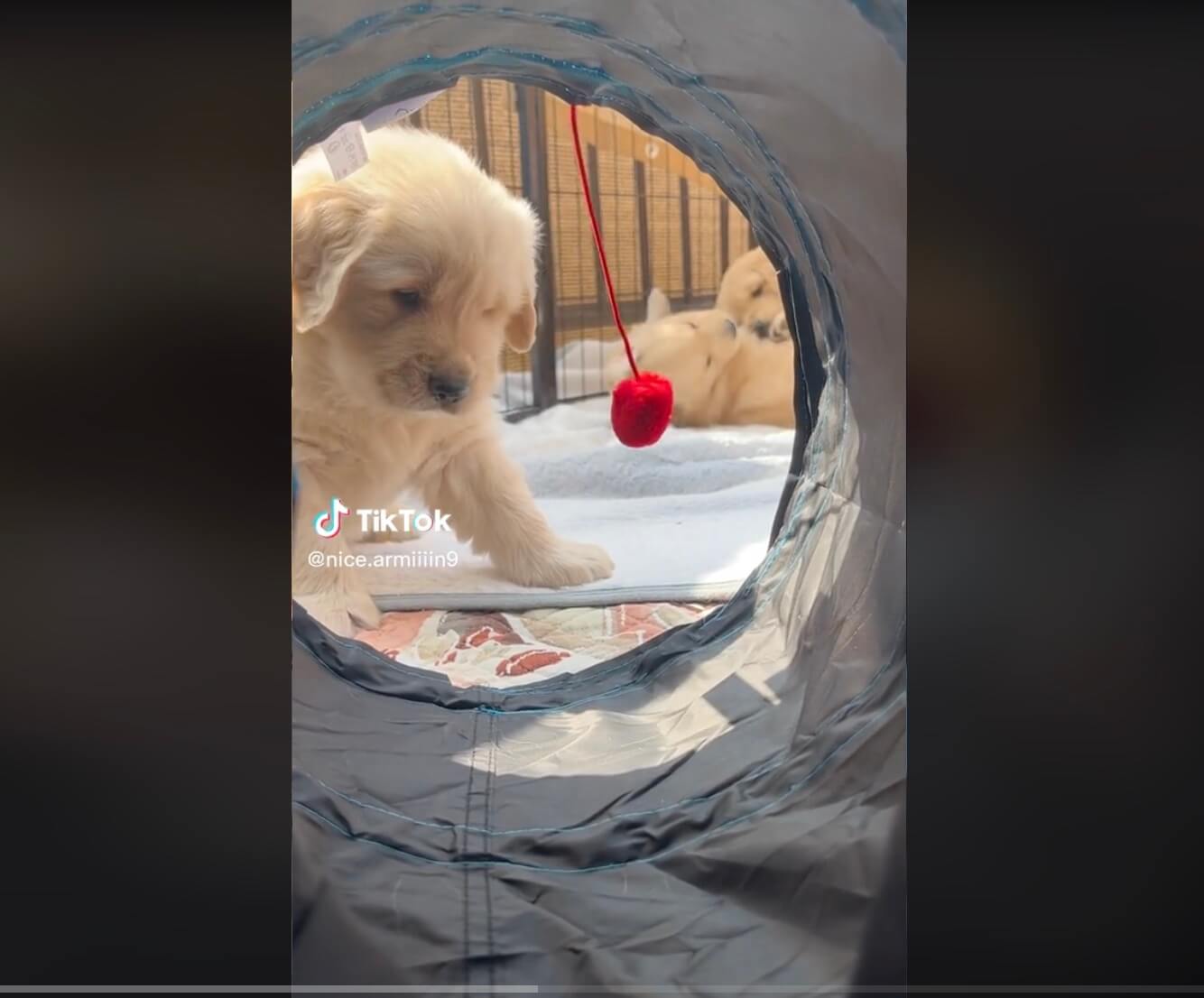 ゴールデンレトリーバー,動画