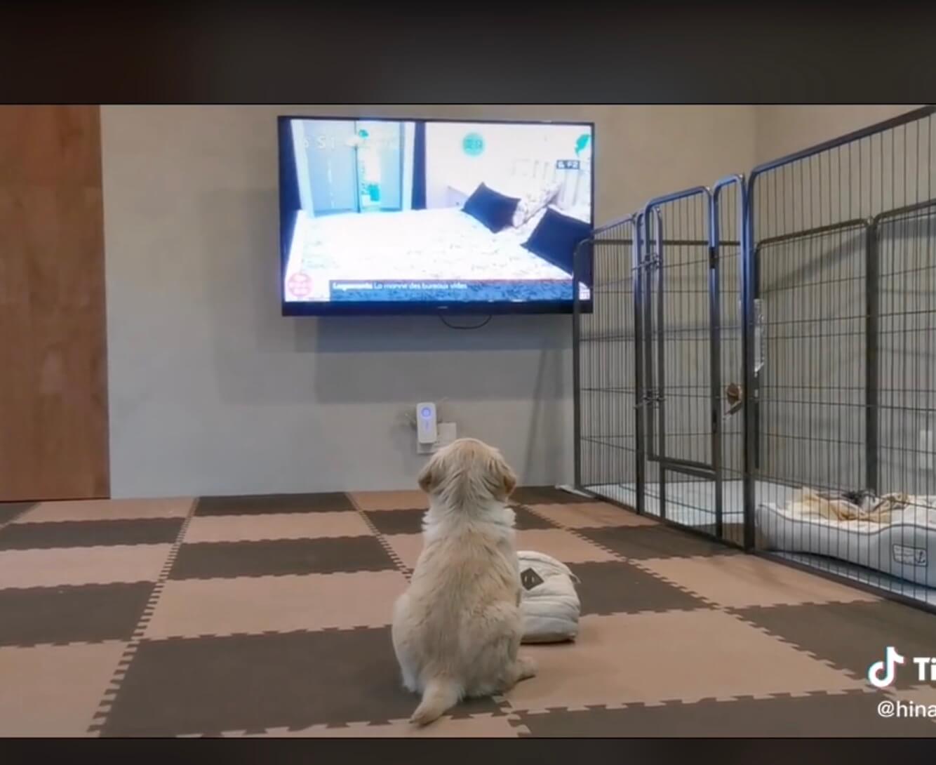 ゴールデンレトリーバー,動画