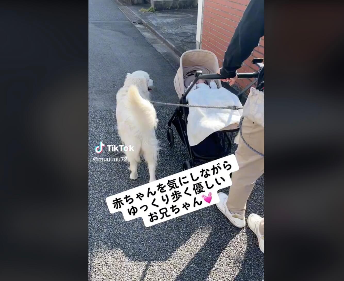 ゴールデンレトリーバー,動画