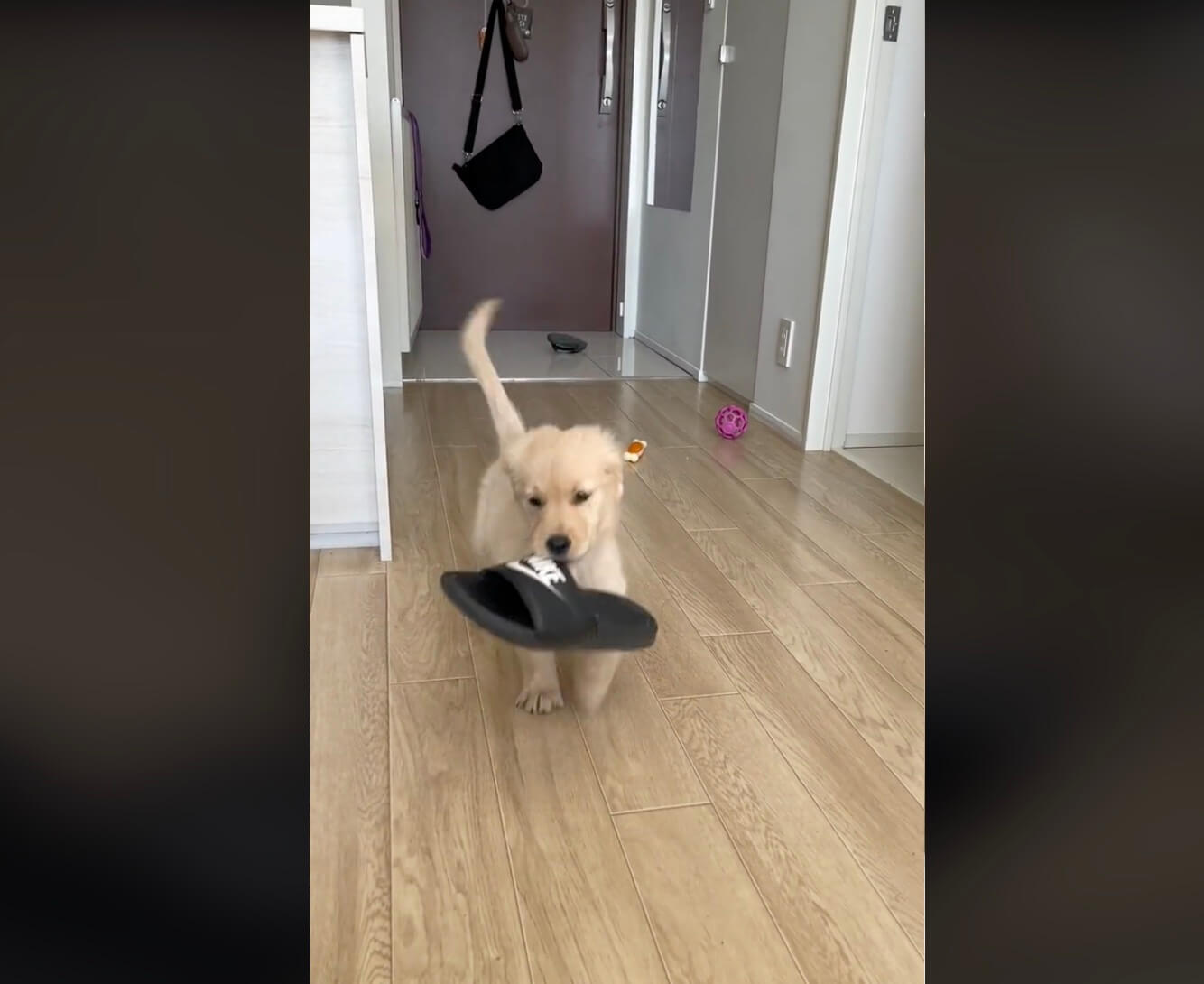 ゴールデンレトリーバー,動画