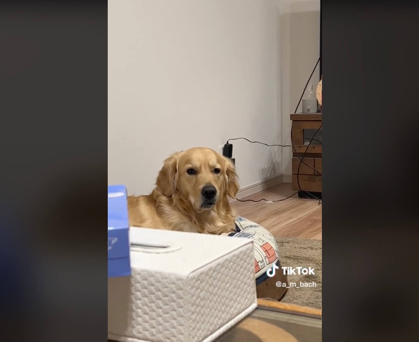 ゴールデンレトリーバー,動画