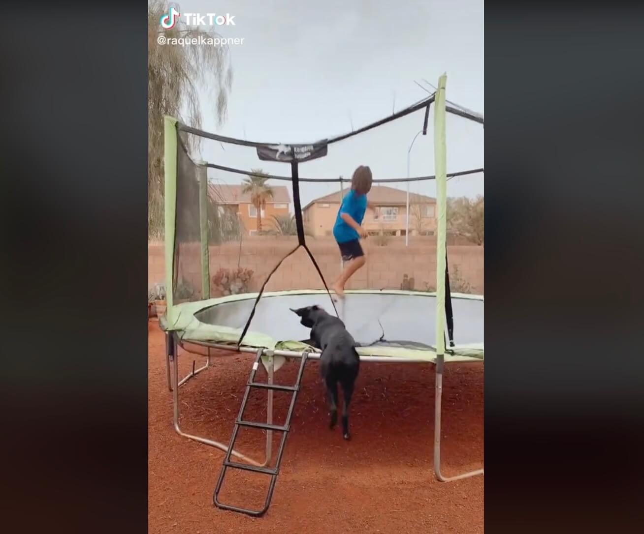 ラブラドールレトリーバー,動画