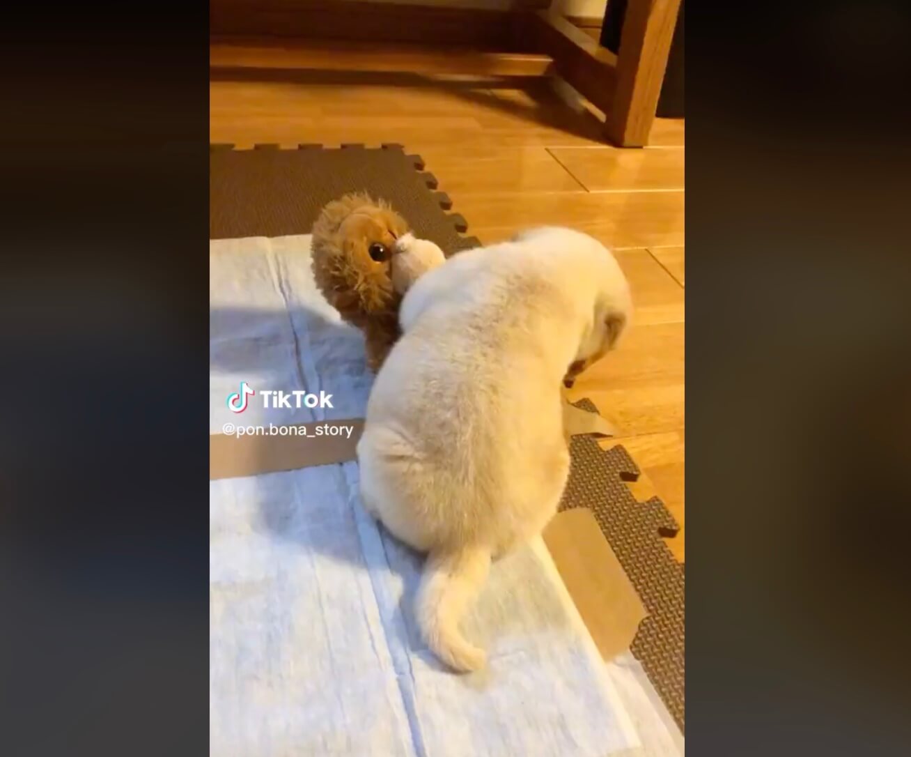 ラブラドールレトリーバー,動画