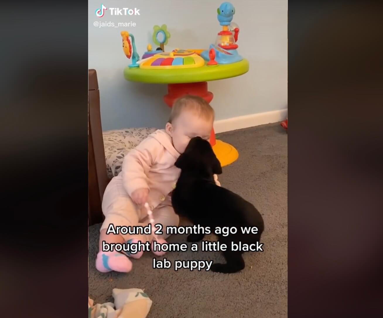 ラブラドールレトリーバー,動画