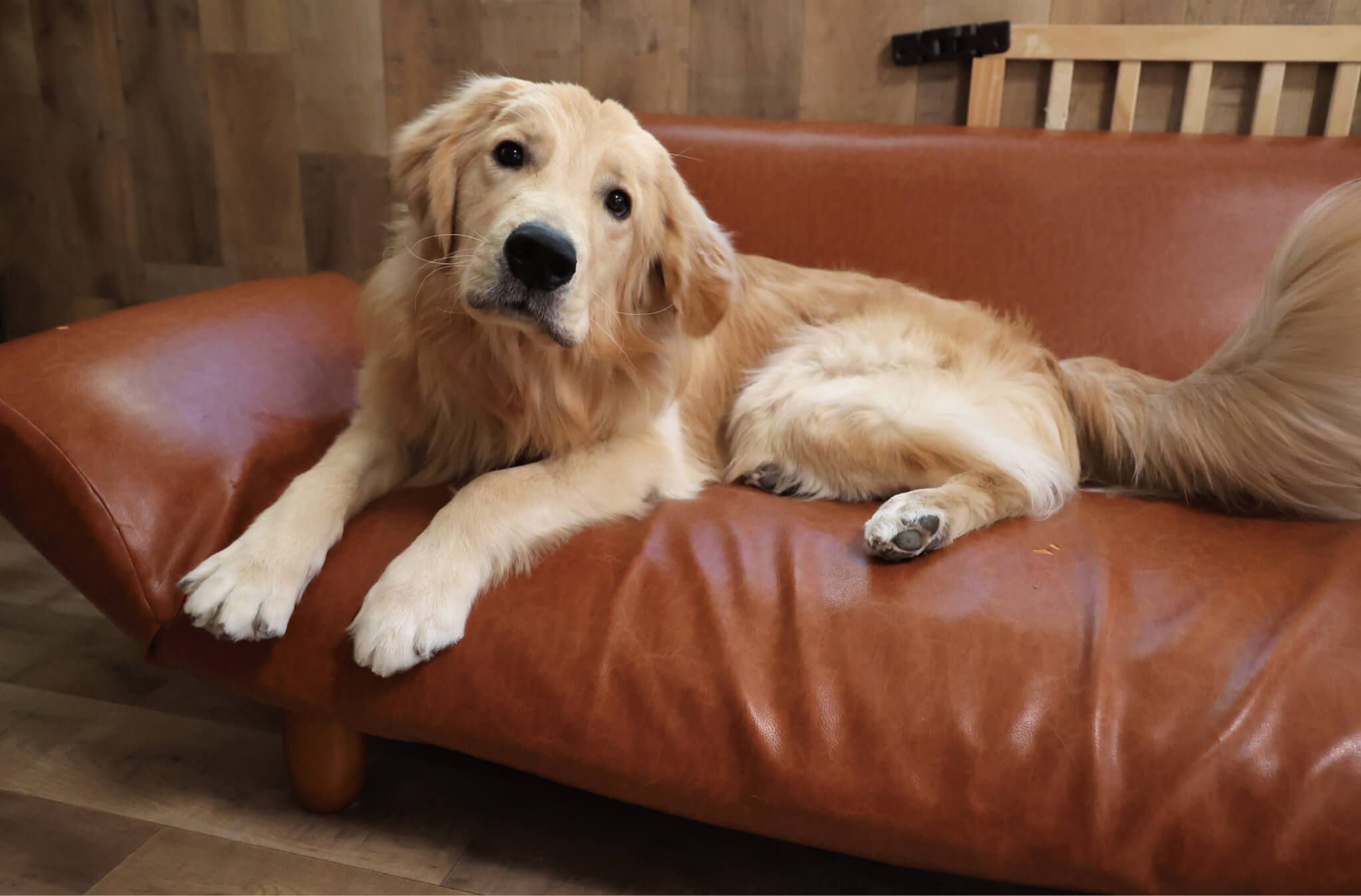 ゴールデンレトリーバー,取材