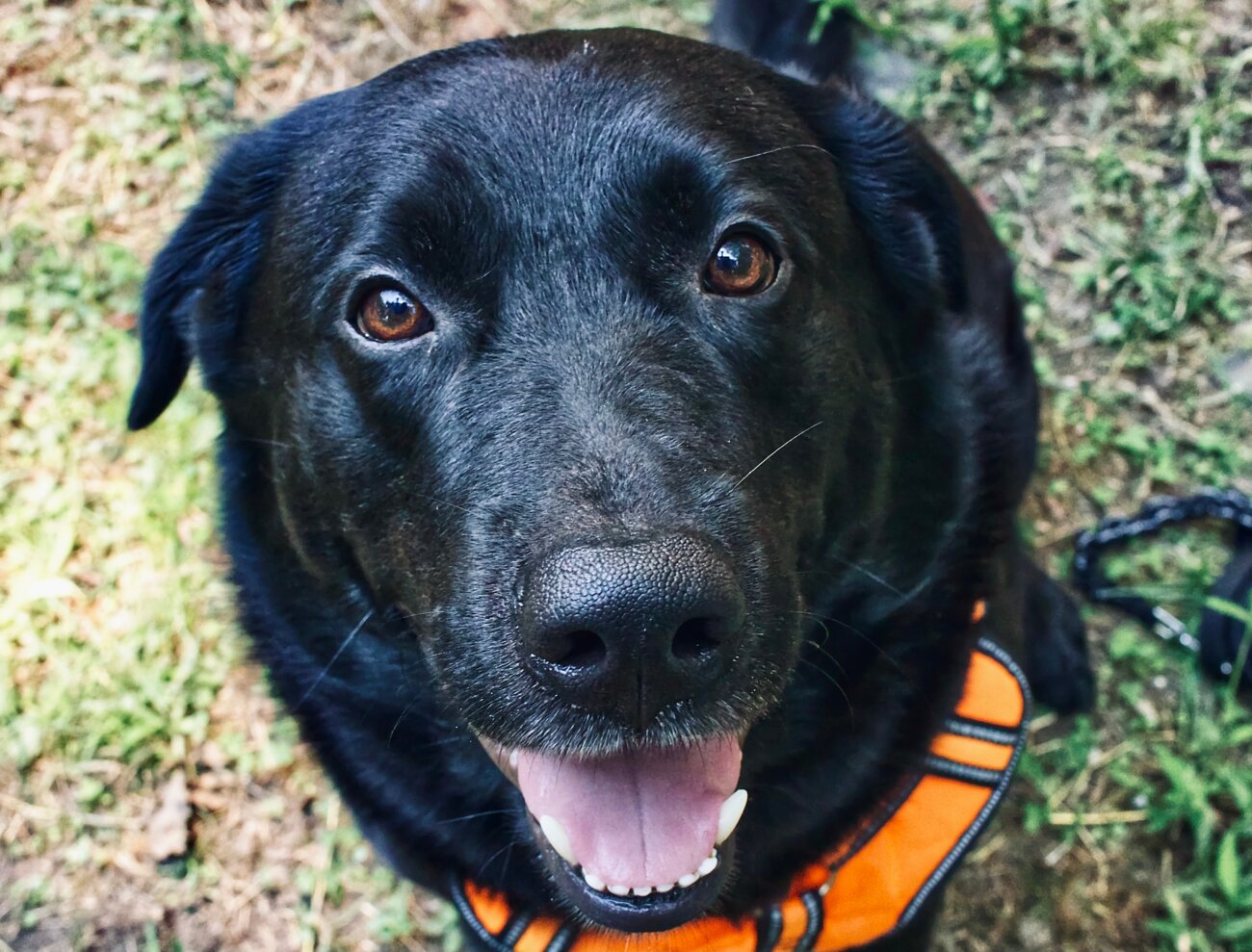 レトリーバー,オーラルケア,Kブラッシュ