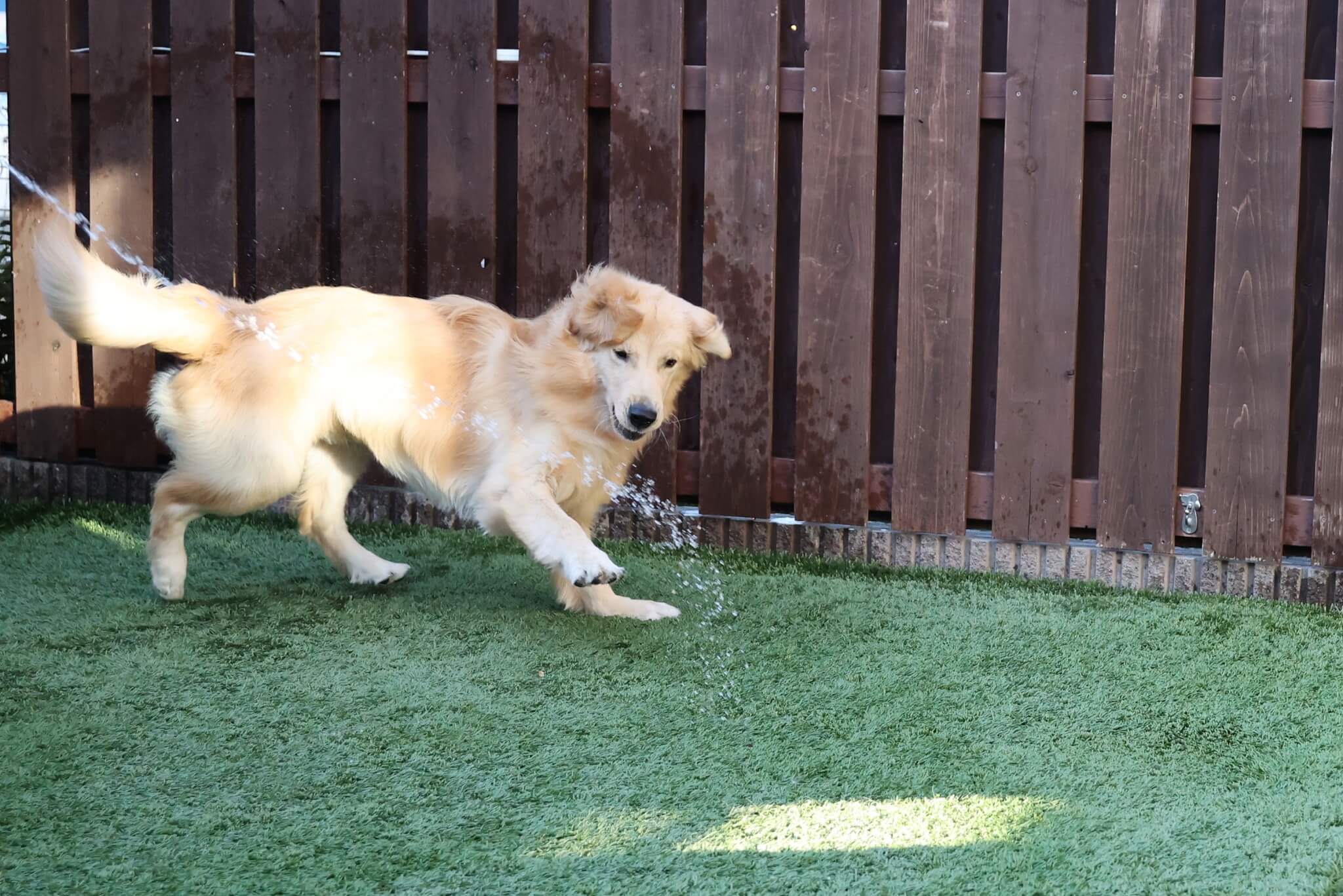 ゴールデンレトリーバー,取材