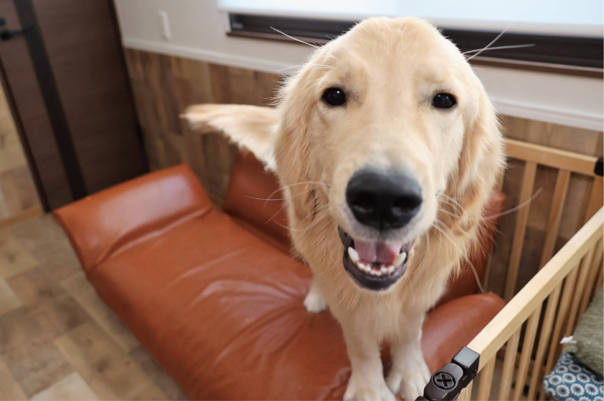 ゴールデンレトリーバー,取材