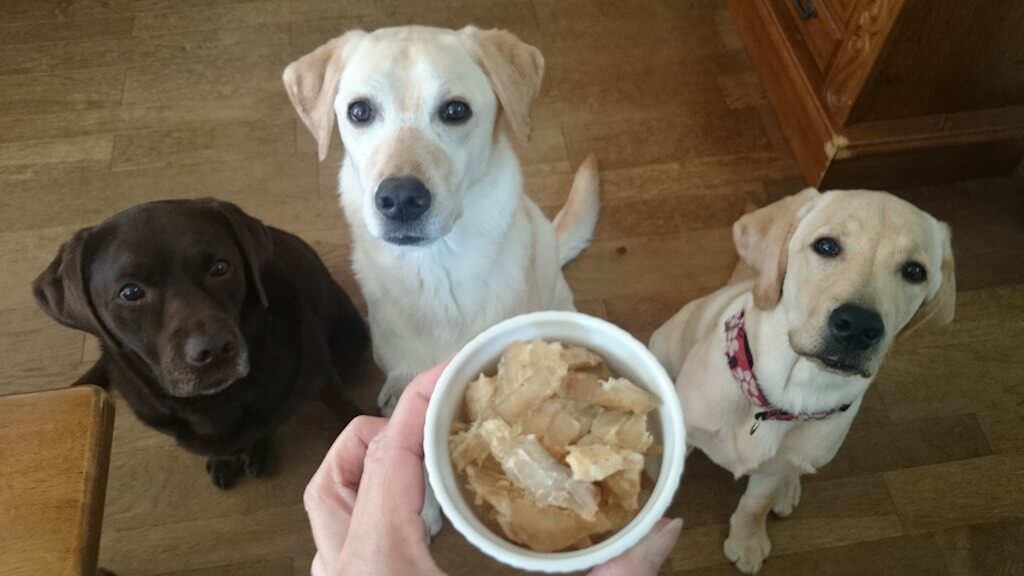 ラブラドールレトリーバー