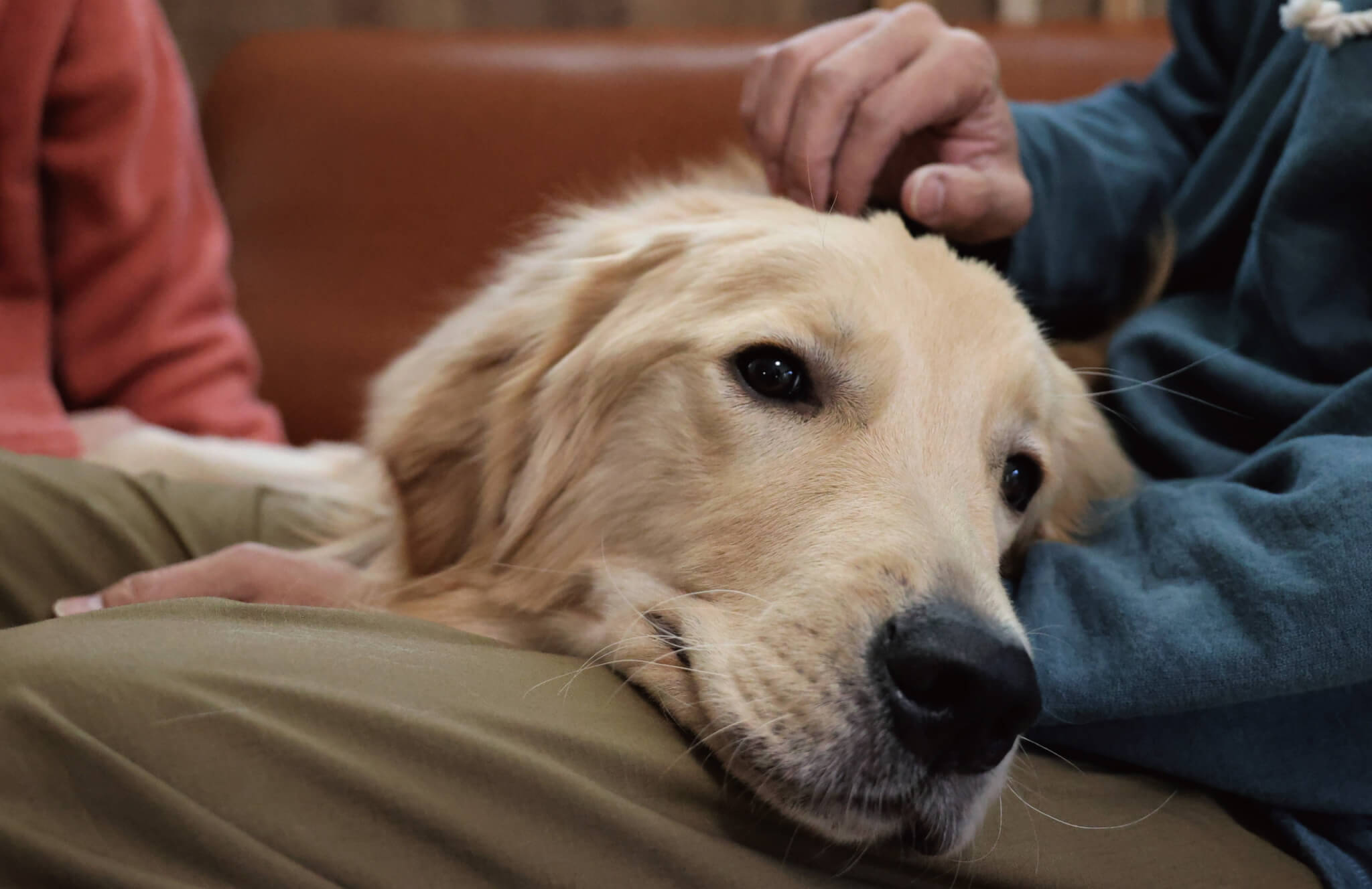ゴールデンレトリーバー,取材