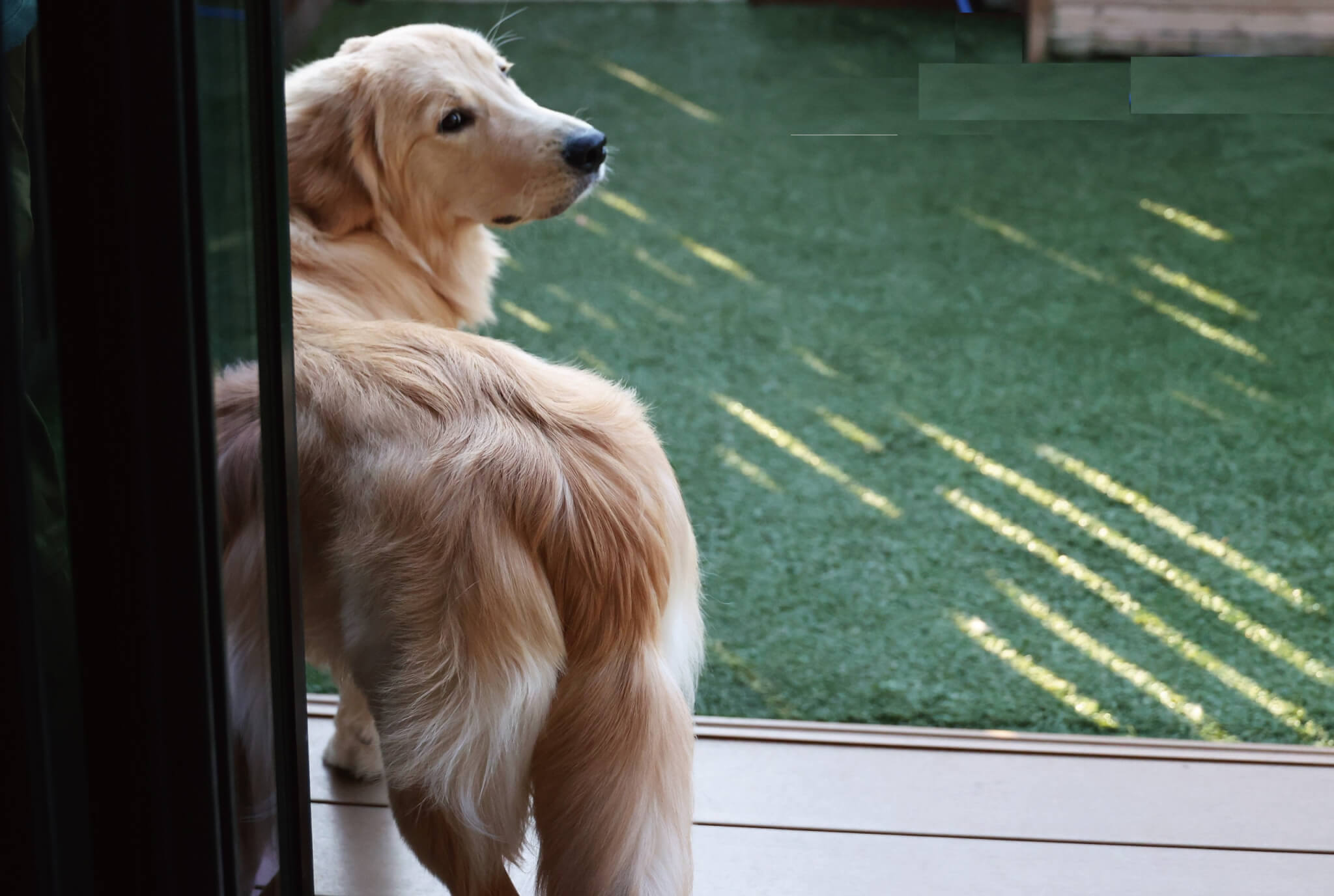 ゴールデンレトリーバー,取材