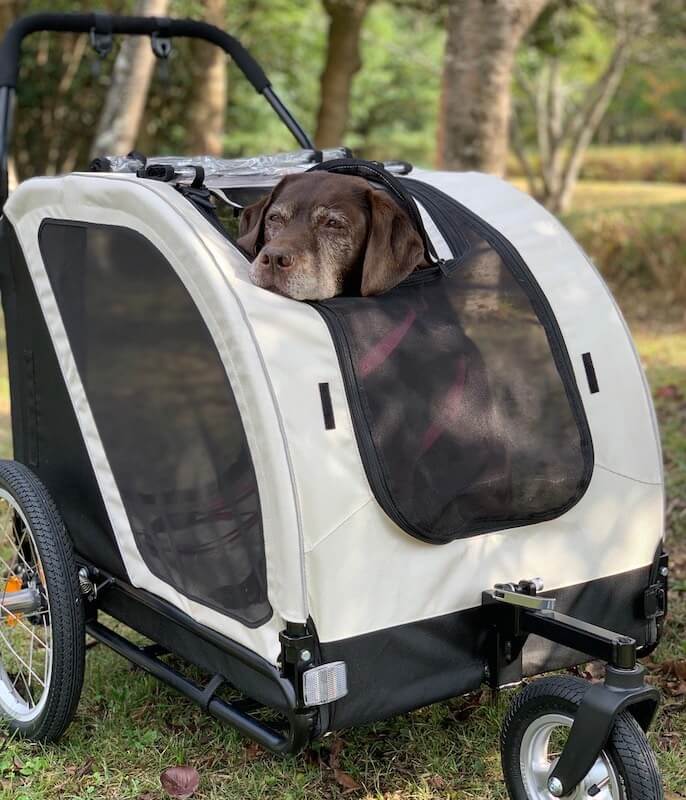 カートに乗るラブ