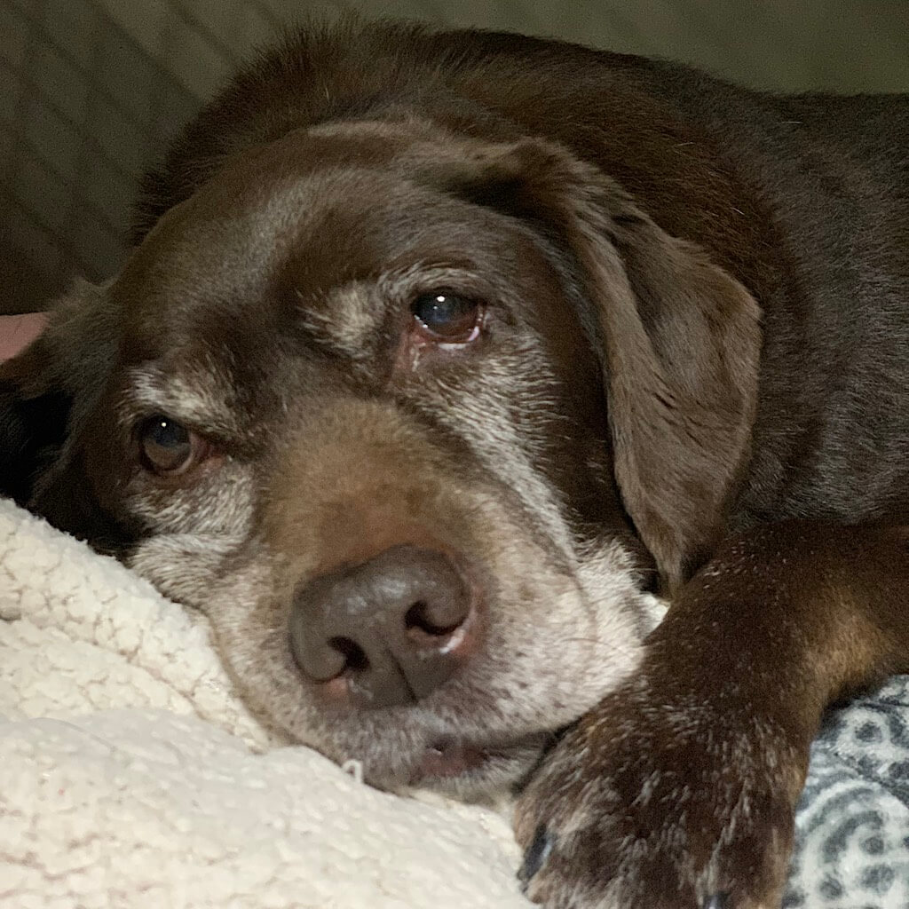 ラブラドールレトリーバー