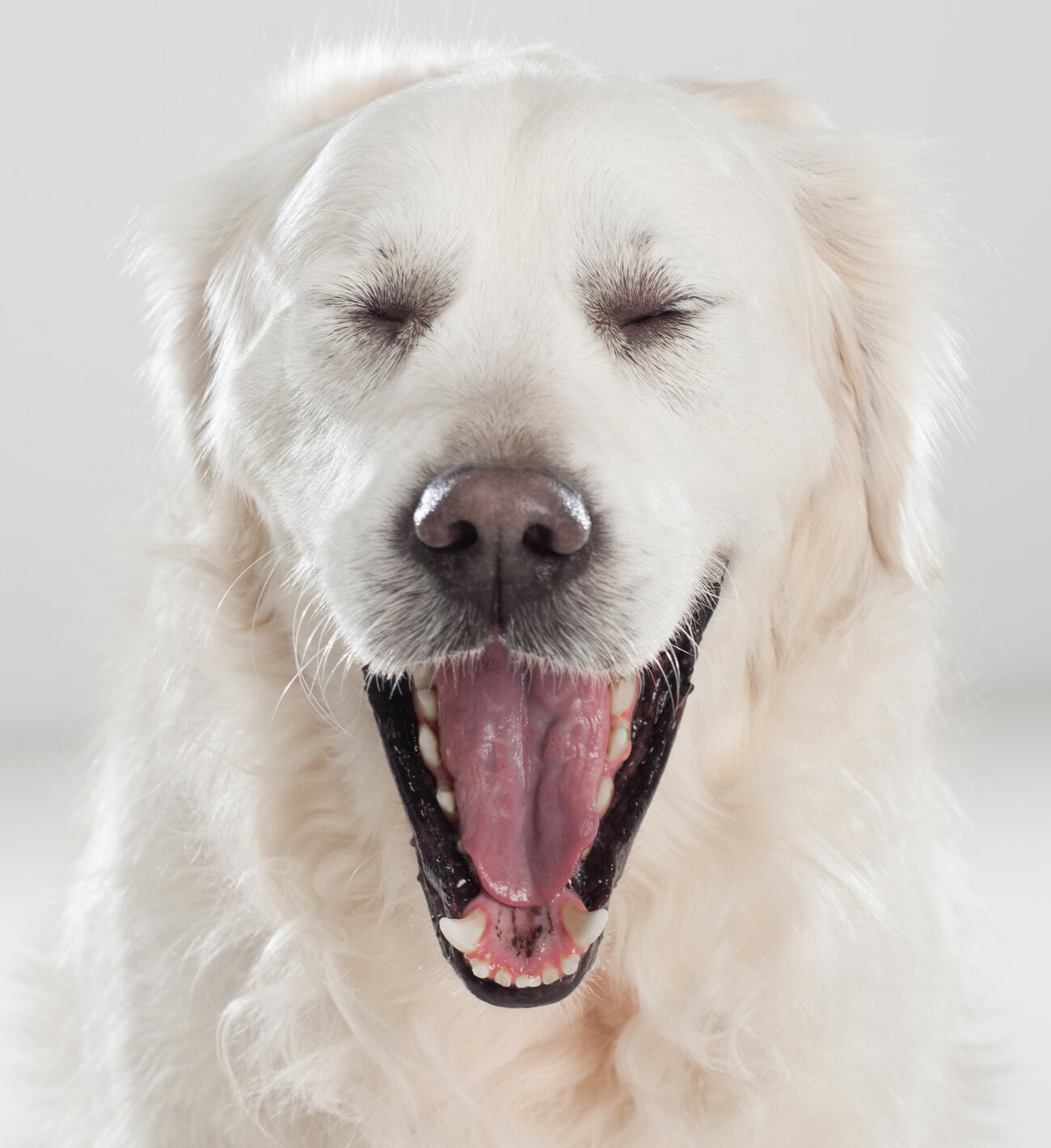 レトリーバー,オーラルケア,Kブラッシュ