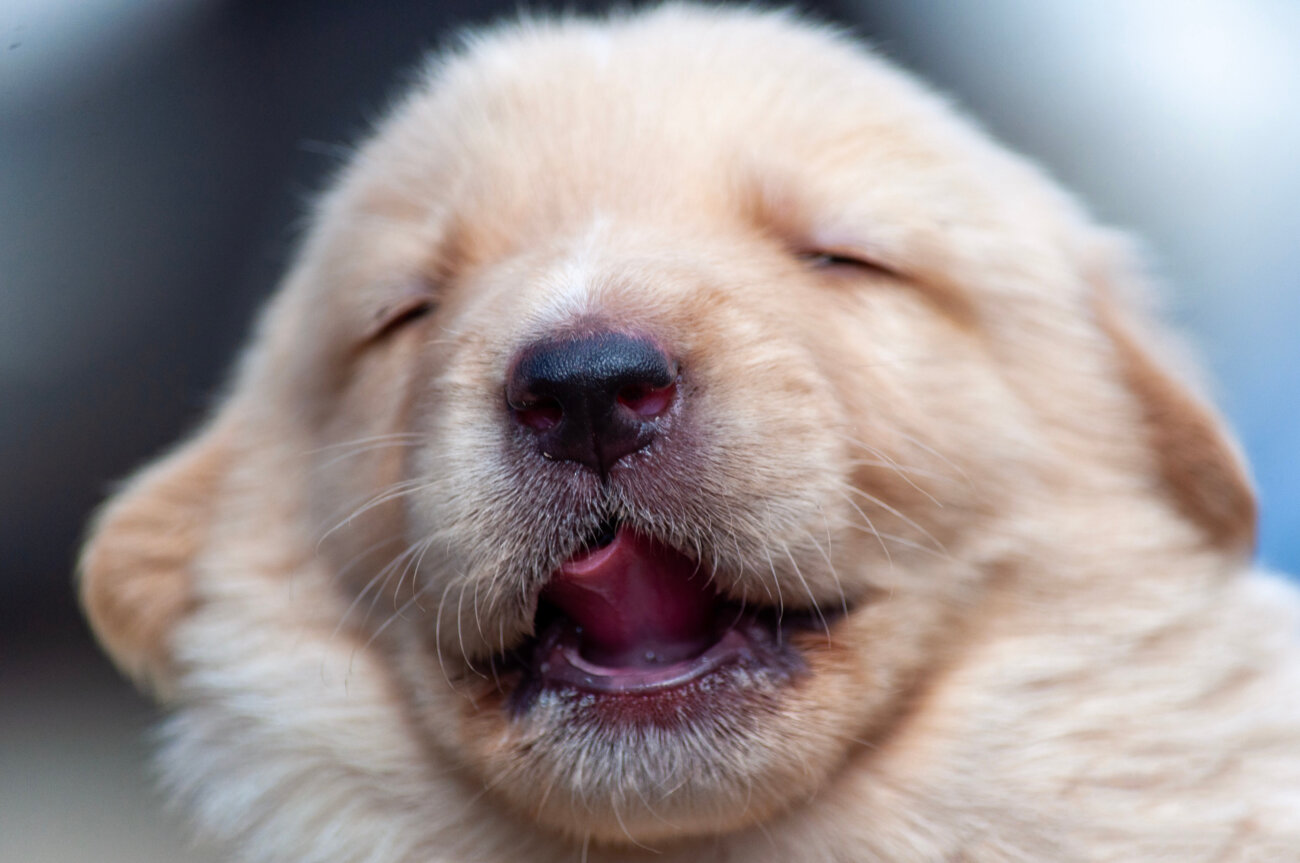 レトリーバー,オーラルケア,Kブラッシュ