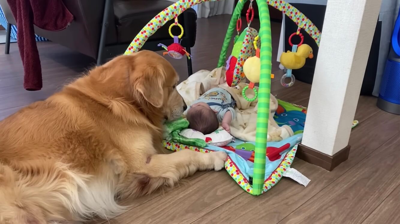 ゴールデンレトリーバー,動画