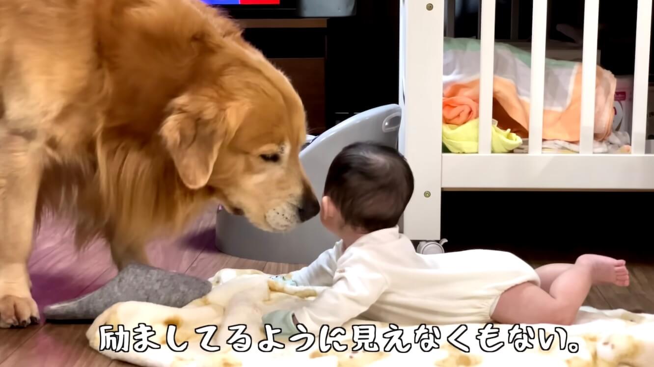 ゴールデンレトリーバー,動画