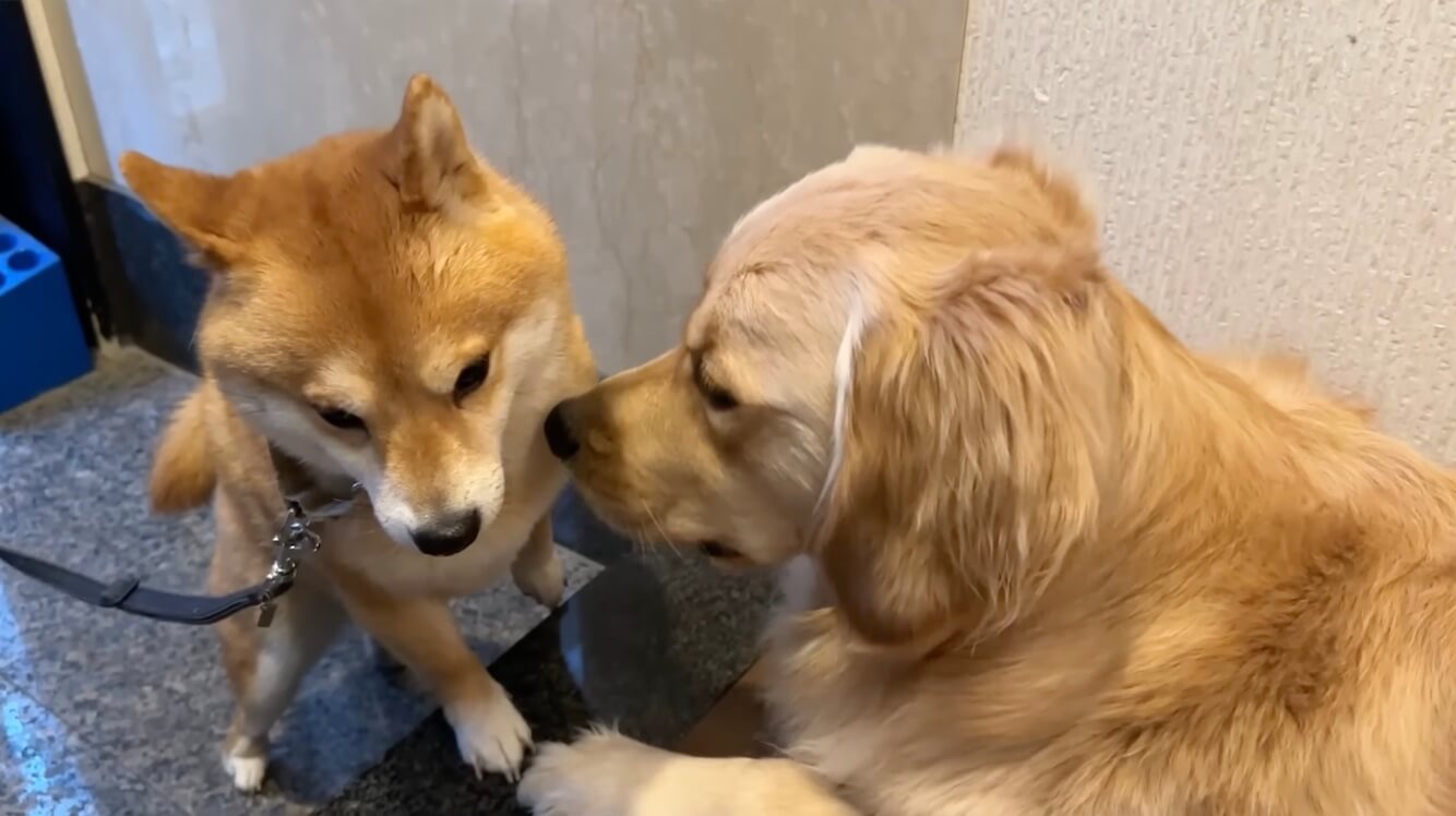 ゴールデンレトリーバー,動画