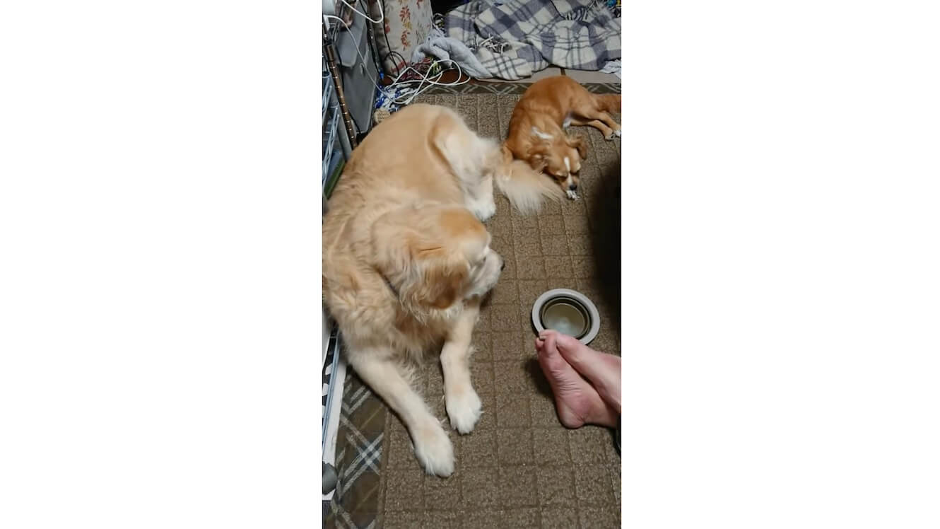 ゴールデンレトリーバー,動画