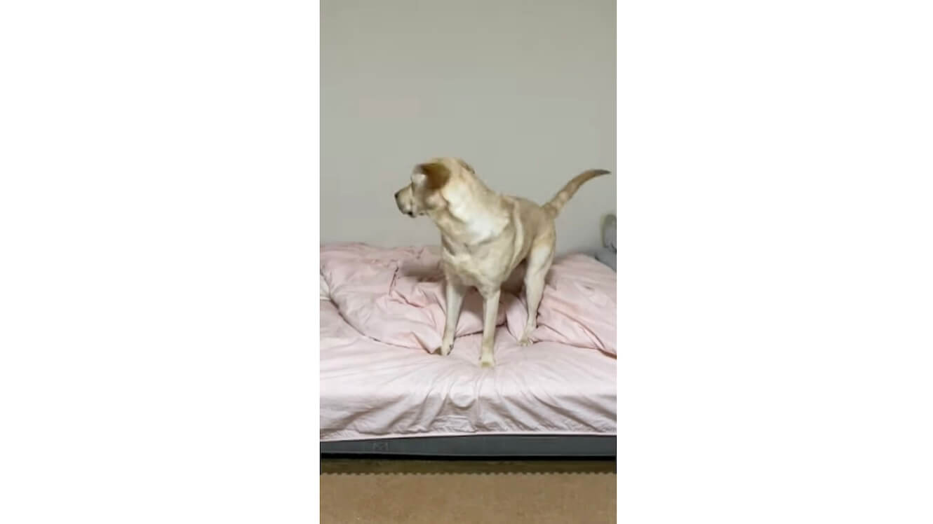 ラブラドールレトリーバー,動画