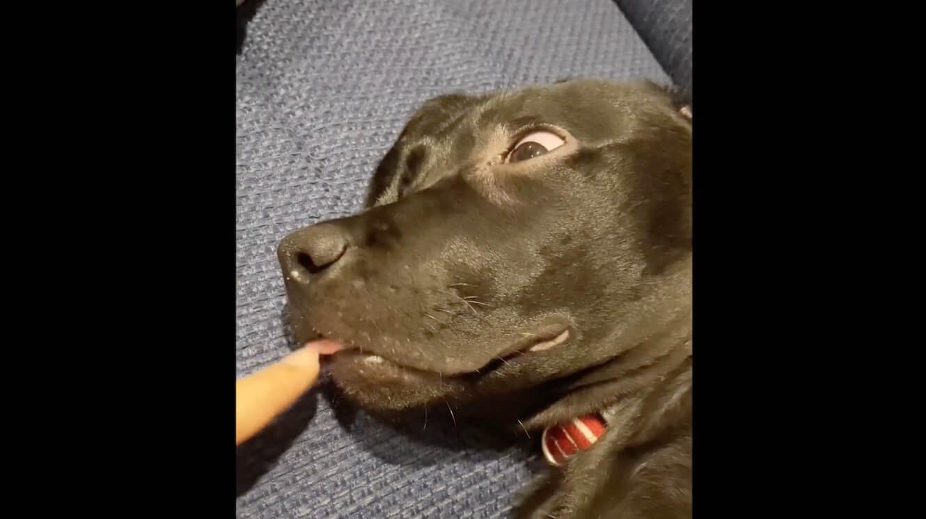 ラブラドールレトリーバー,動画