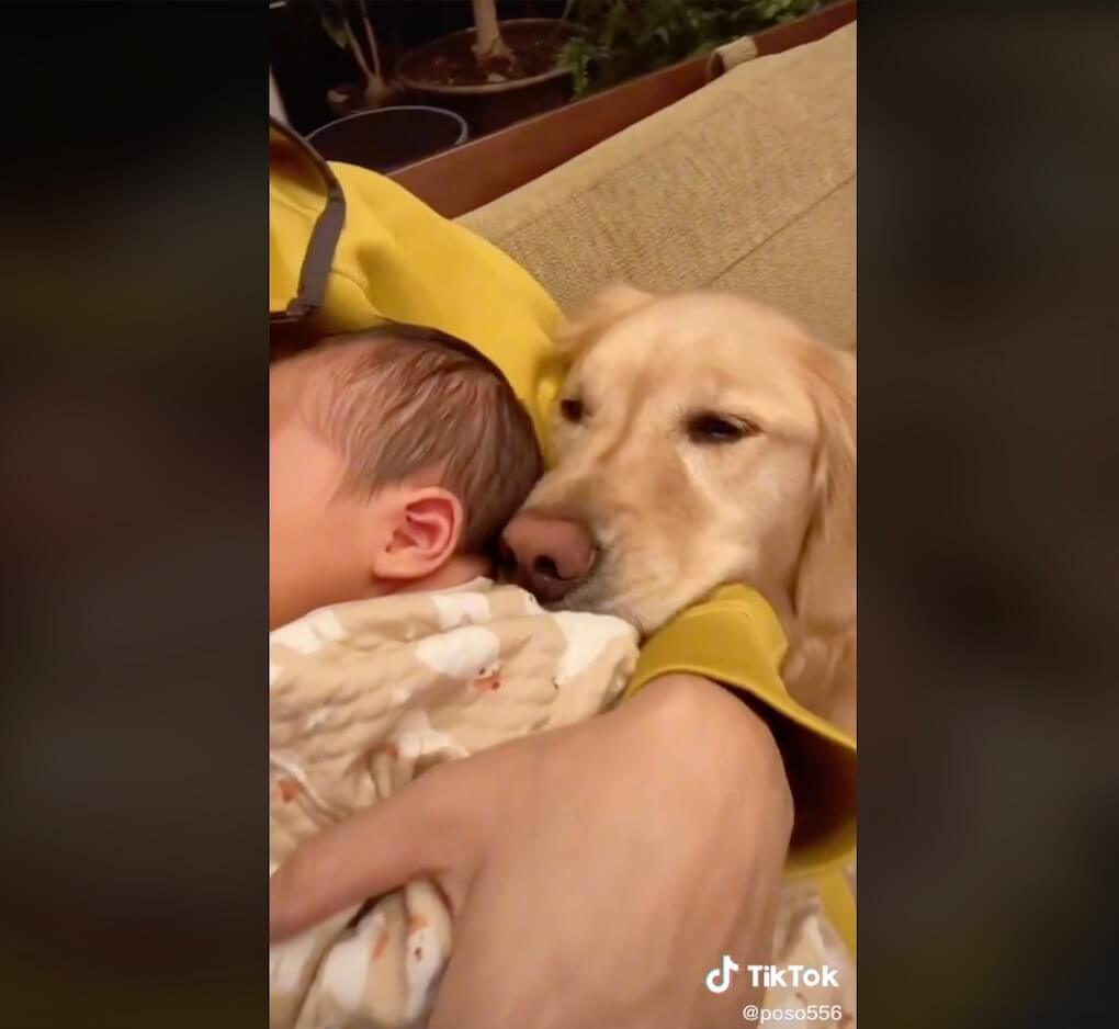 ゴールデンレトリーバー,動画