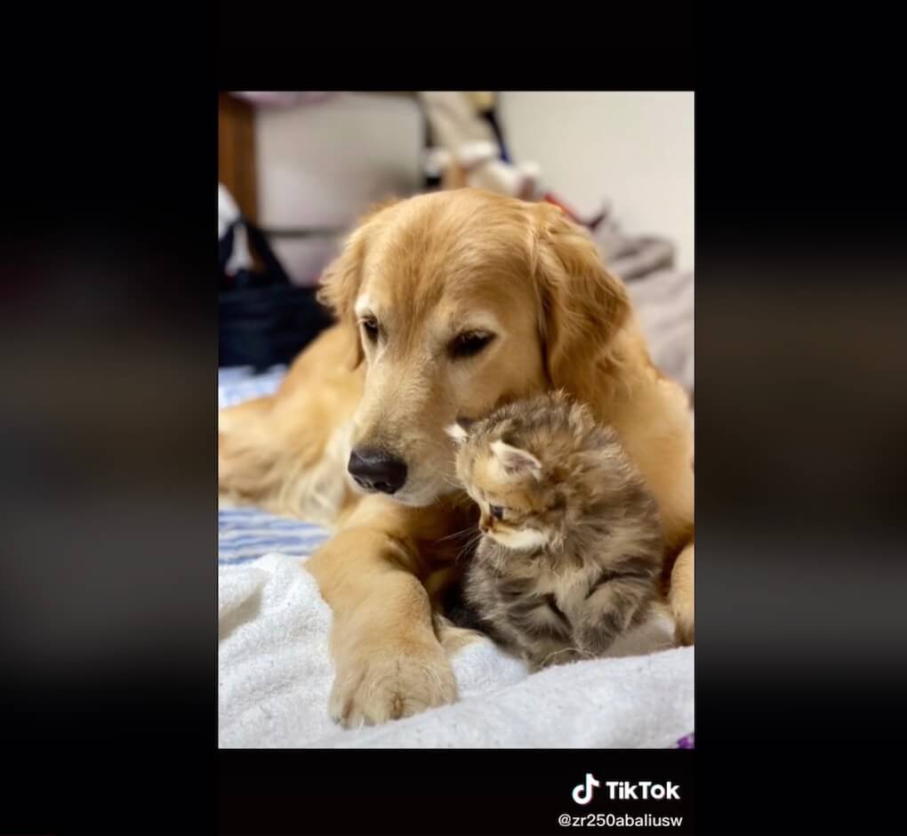 ゴールデンレトリーバー,動画