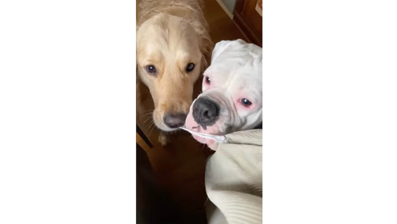 ゴールデンレトリーバー,動画