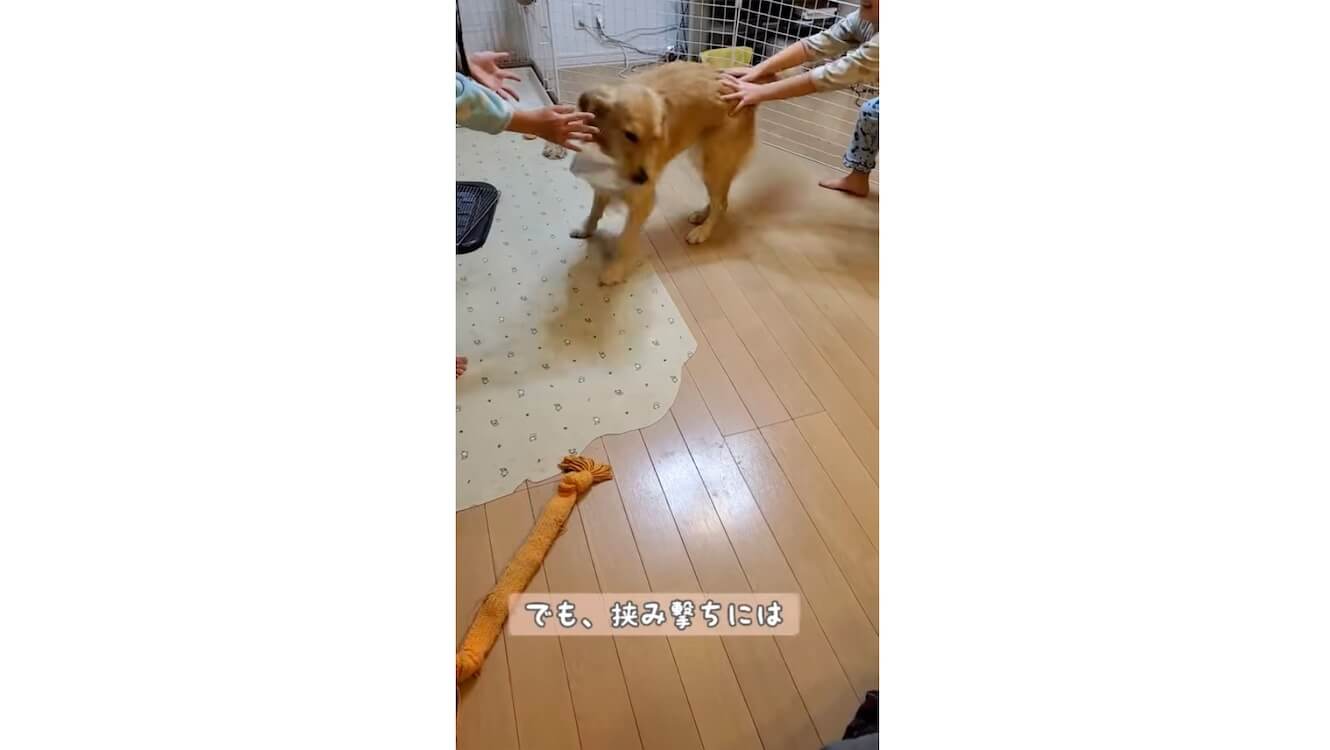 ゴールデンレトリーバー,動画