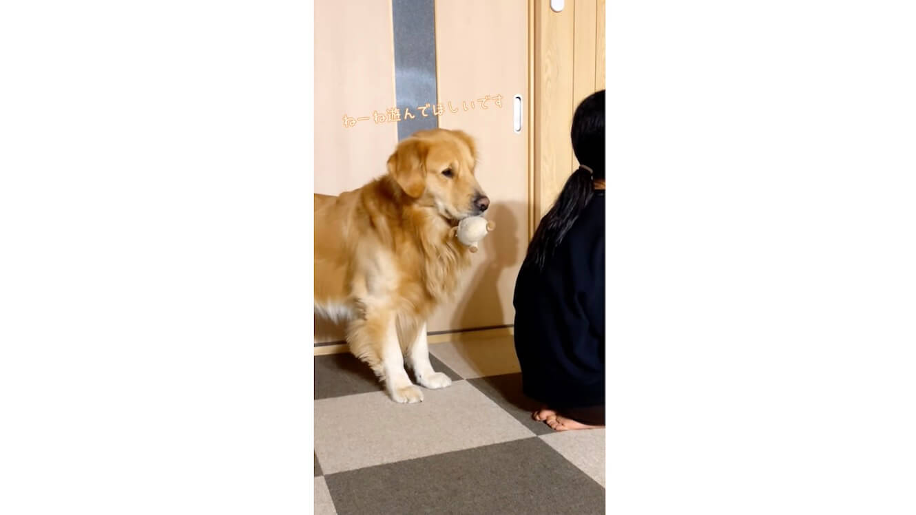 ゴールデンレトリーバー,動画