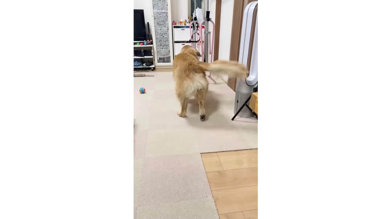 ゴールデンレトリーバー,動画