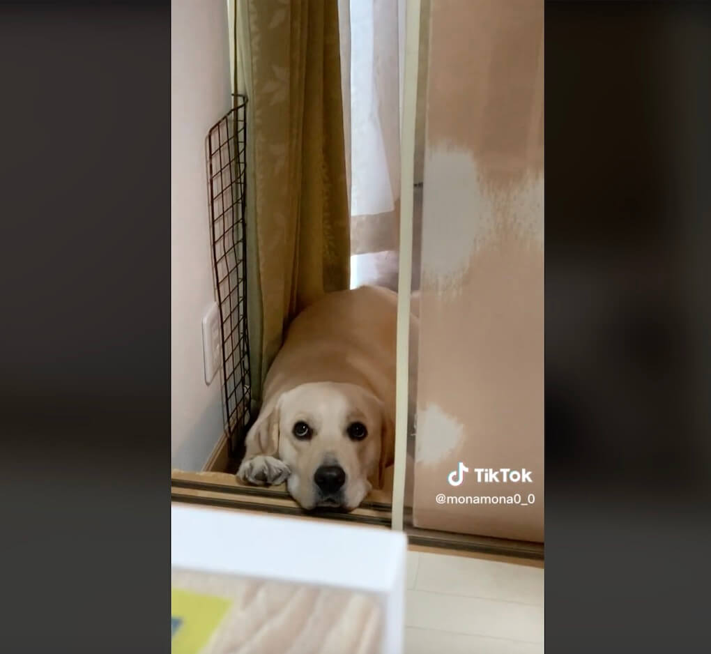 ラブラドールレトリーバー,動画