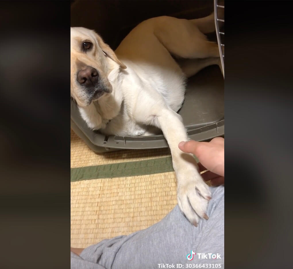 ラブラドールレトリーバー,動画