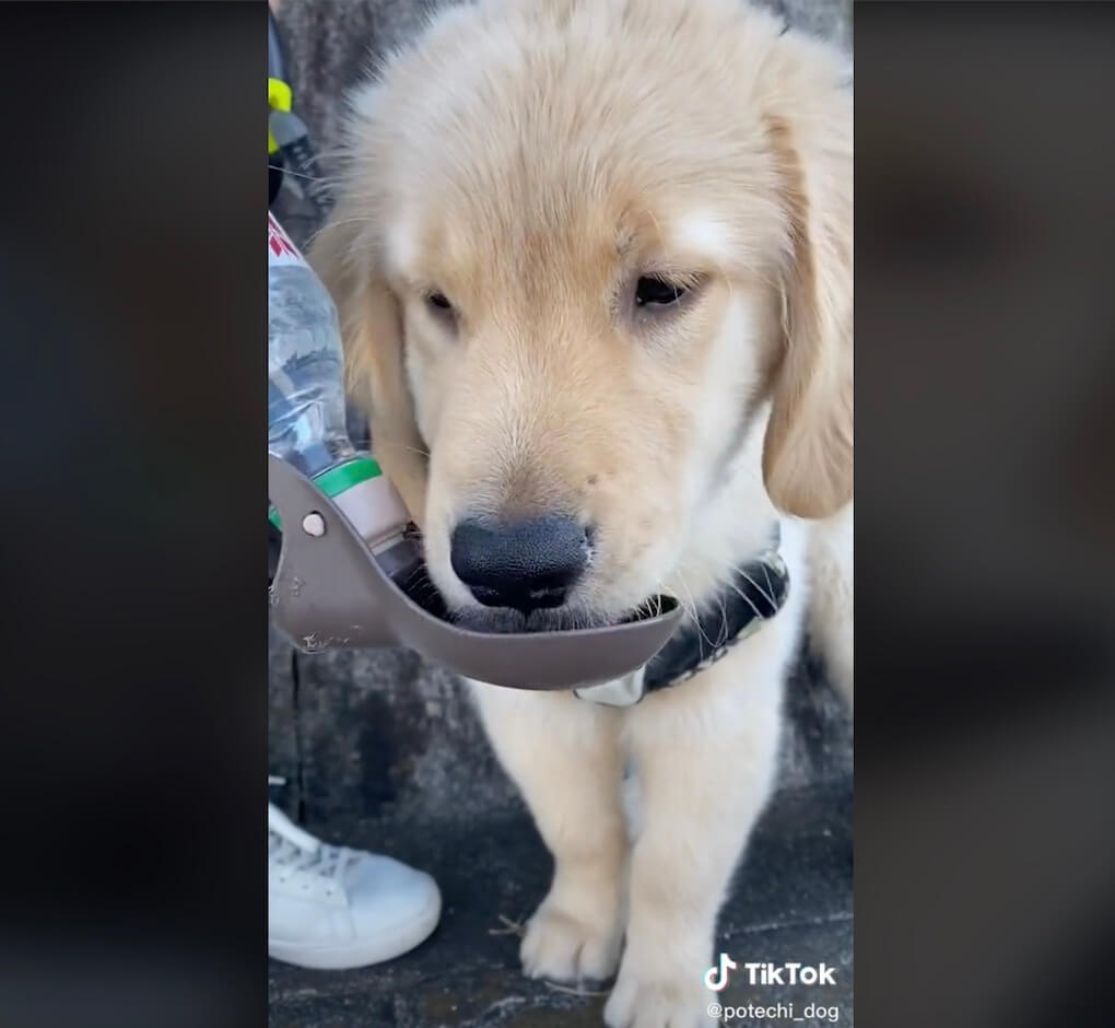 ゴールデンレトリーバー,動画