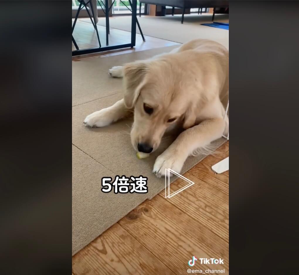 ゴールデンレトリーバー,動画