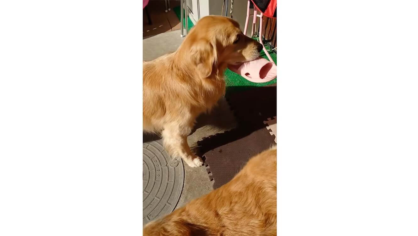 ゴールデンレトリーバー,動画