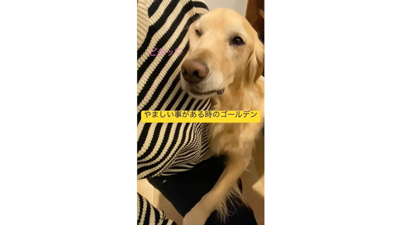 ゴールデンレトリーバー,動画