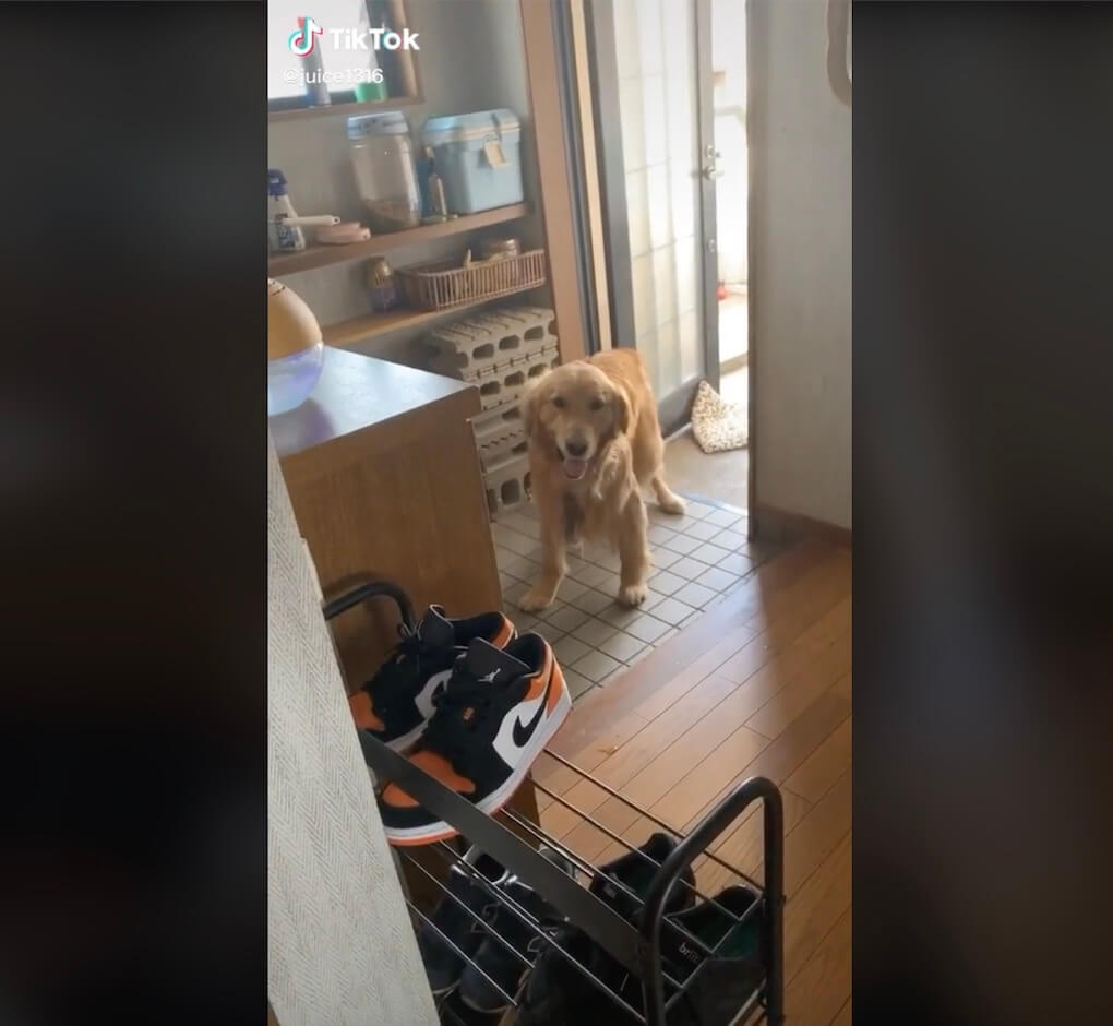 ゴールデンレトリーバー,動画